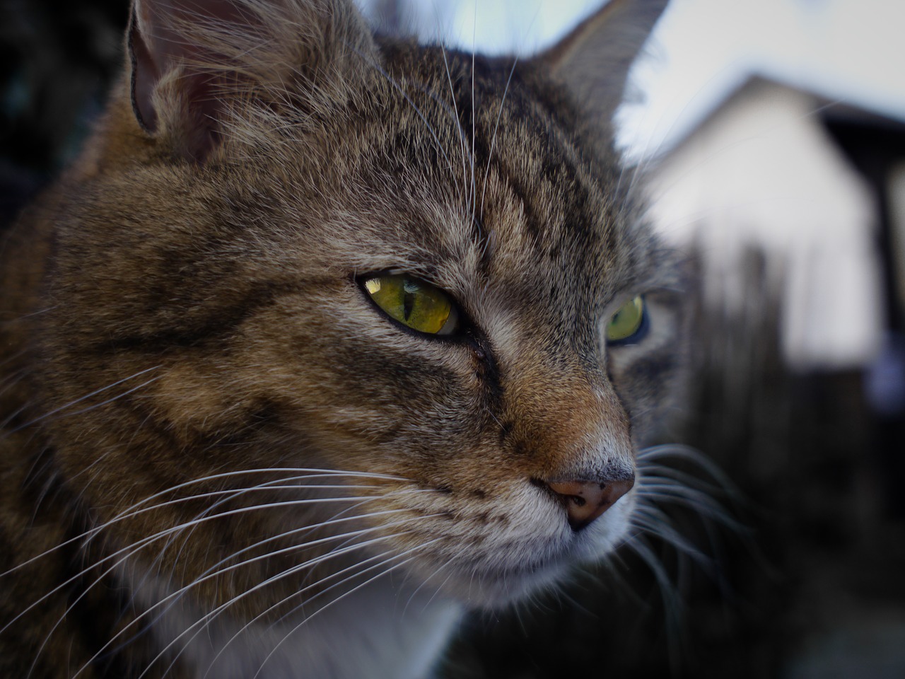 cat animal cat's eyes free photo