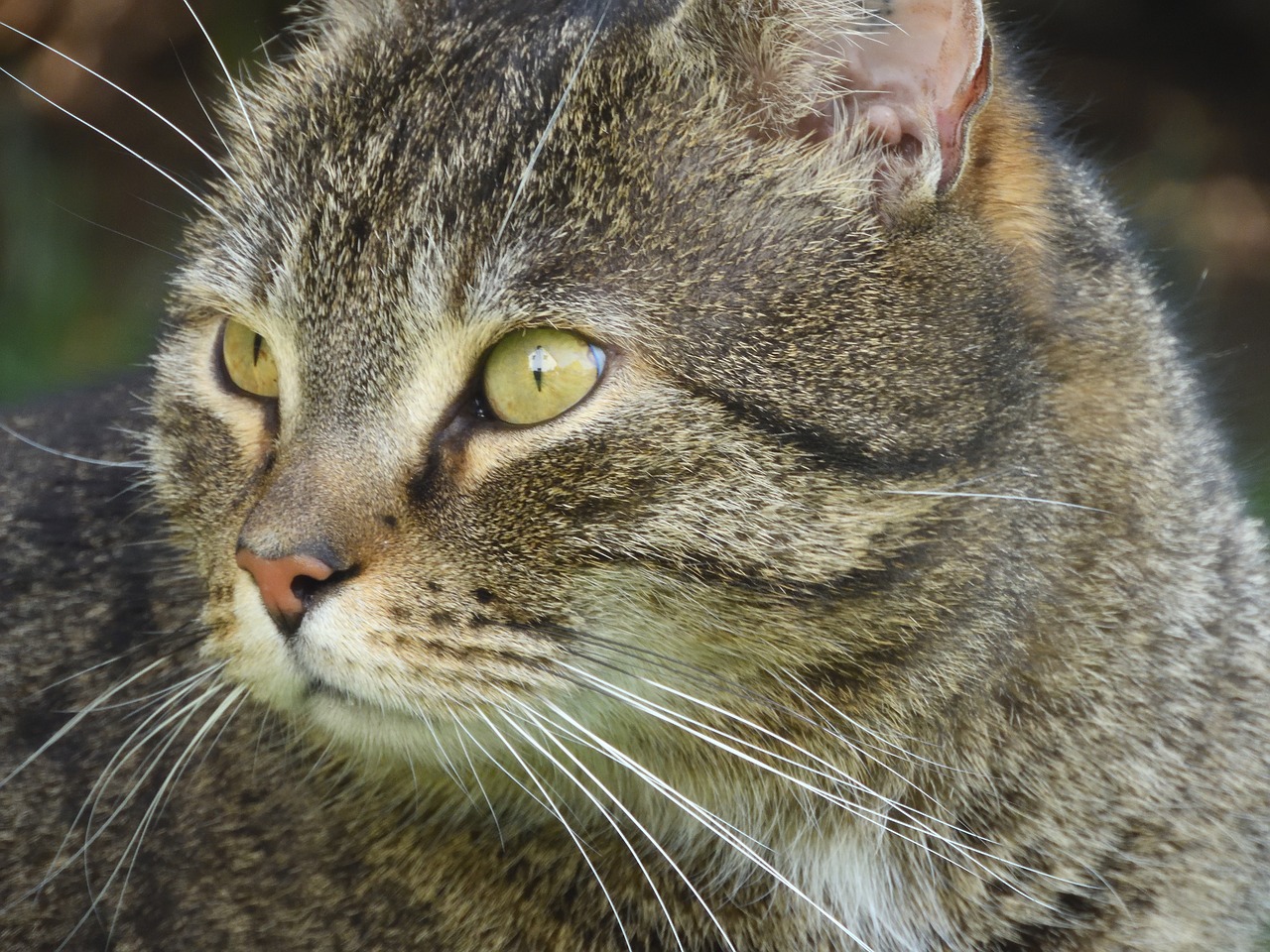 cat domestic cat cat's eyes free photo