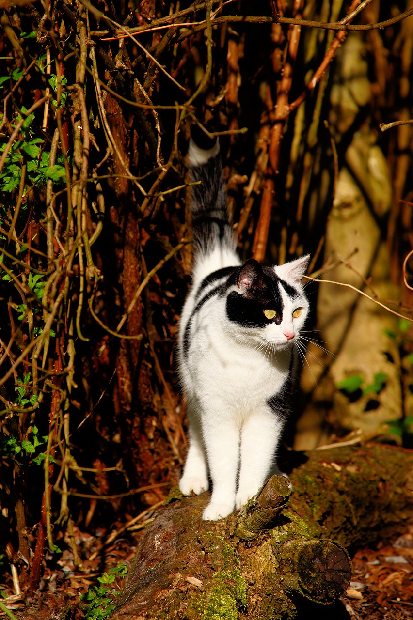 cat female spring free photo