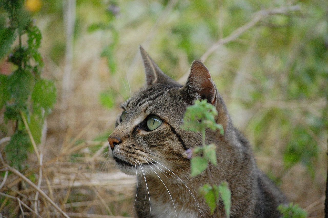 cat nature young cat free photo