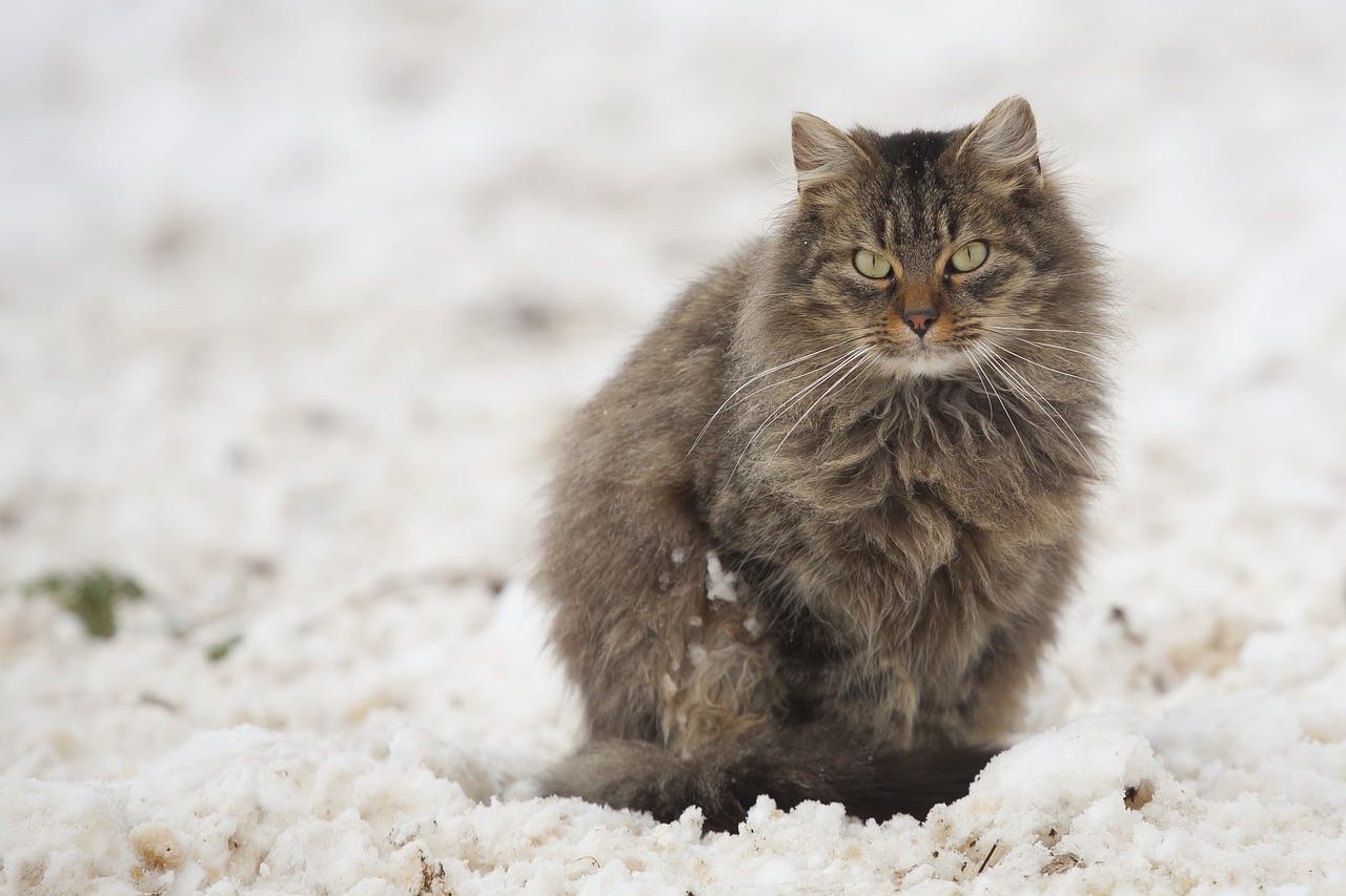 cat tomcat snow free photo