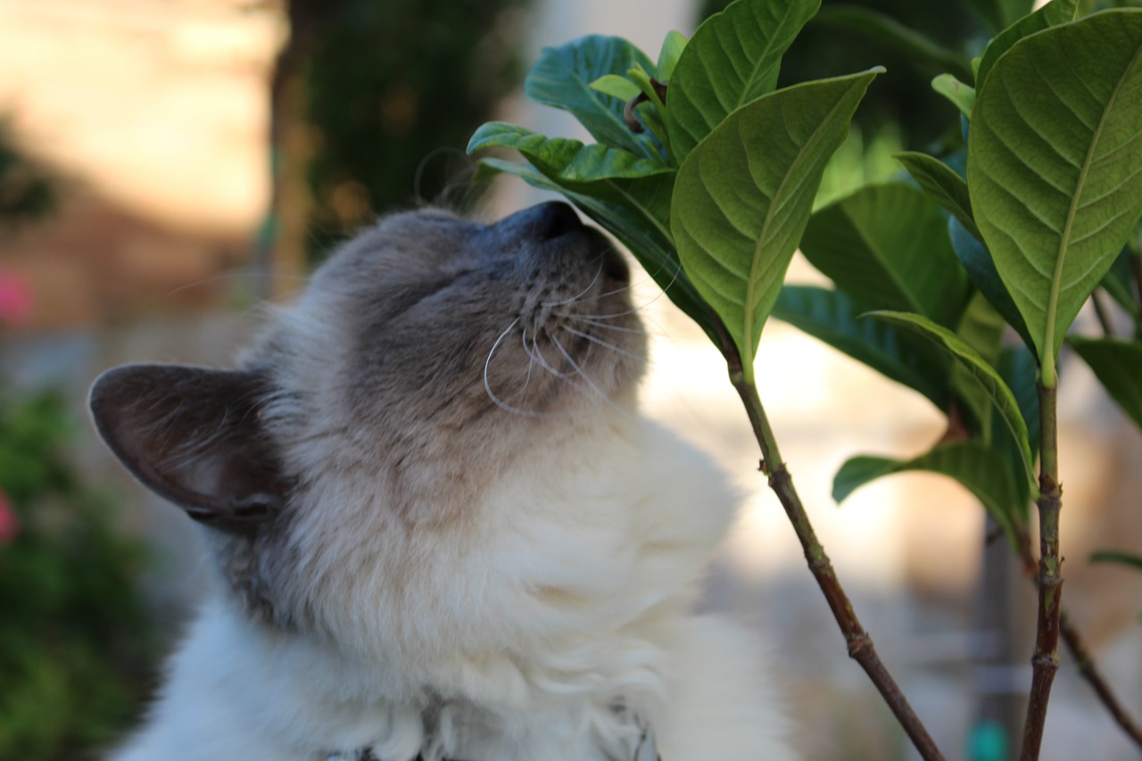 cat nature leaf free photo