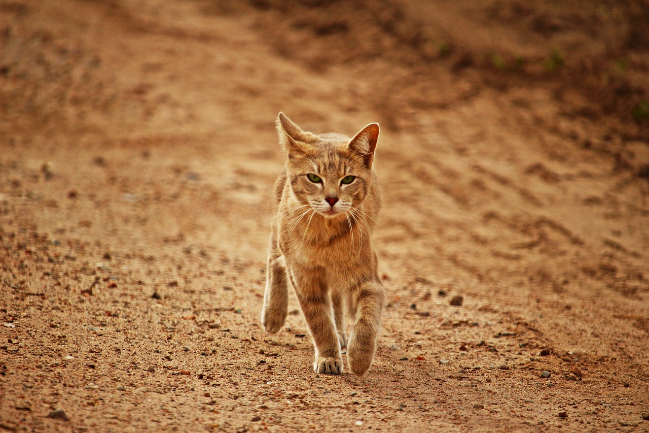 cat tiger cat mieze free photo