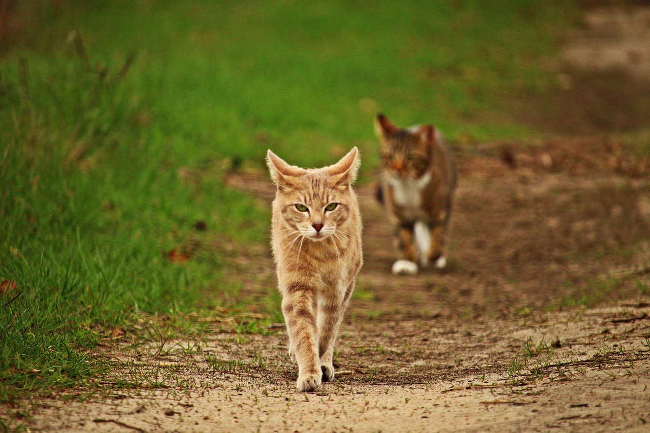 cat mieze mackerel tabby free photo