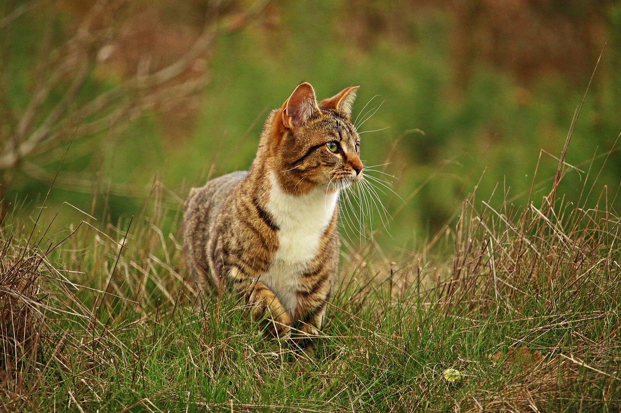 cat mieze kitten free photo