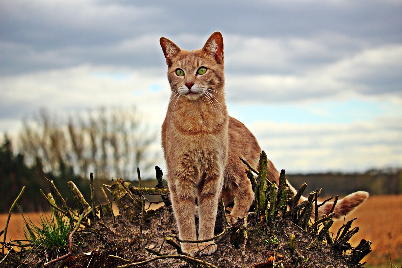 cat kitten mackerel free photo