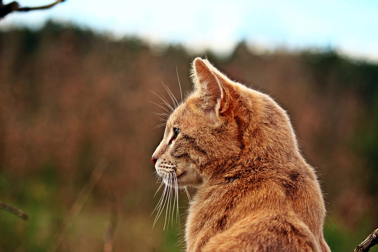 cat mieze tiger cat free photo