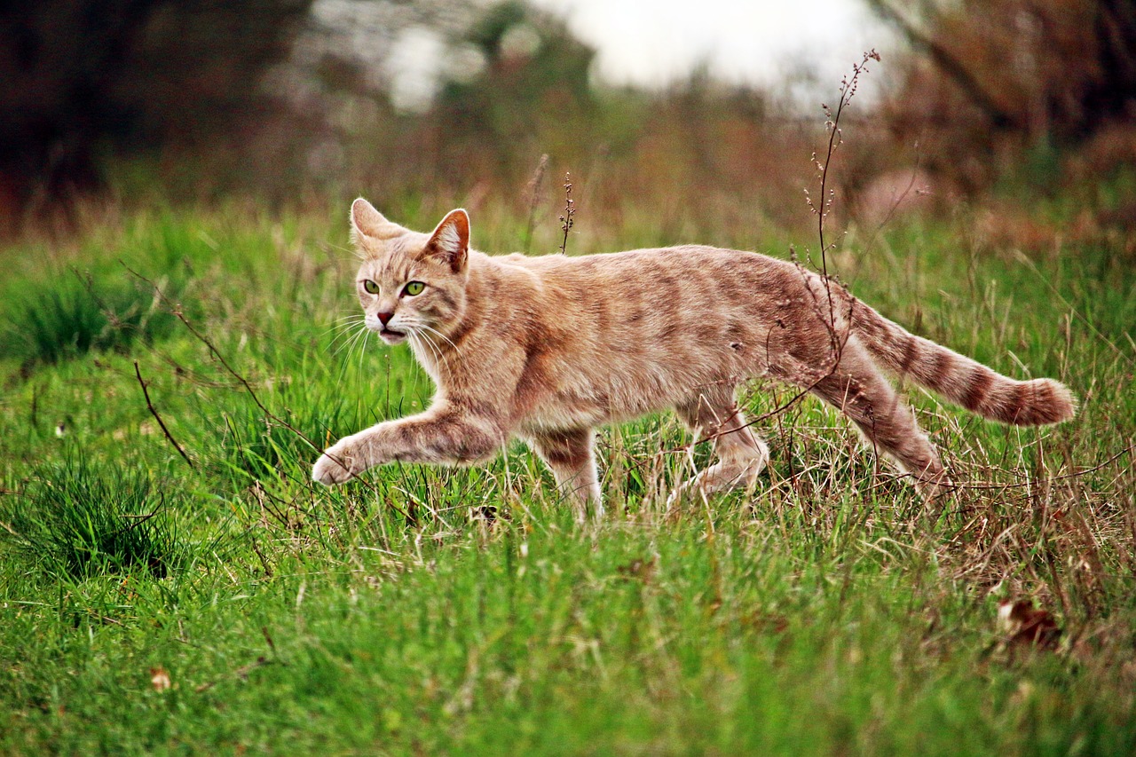 cat mieze kitten free photo