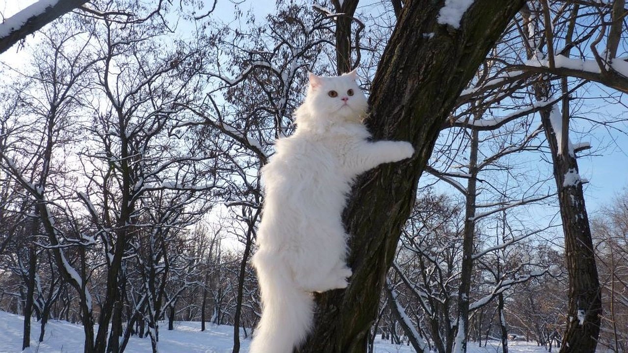 cat animals winter free photo