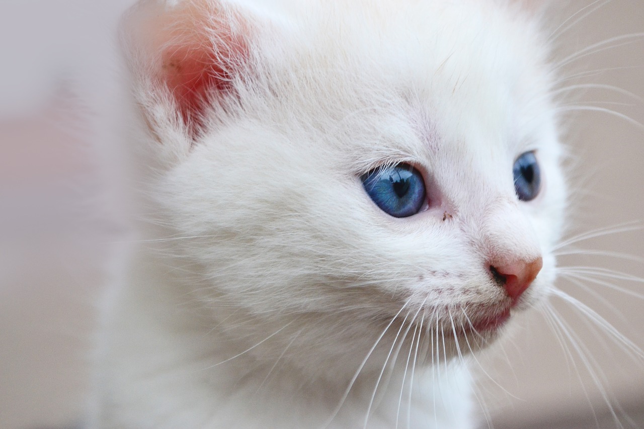 cat blue eyes animal free photo