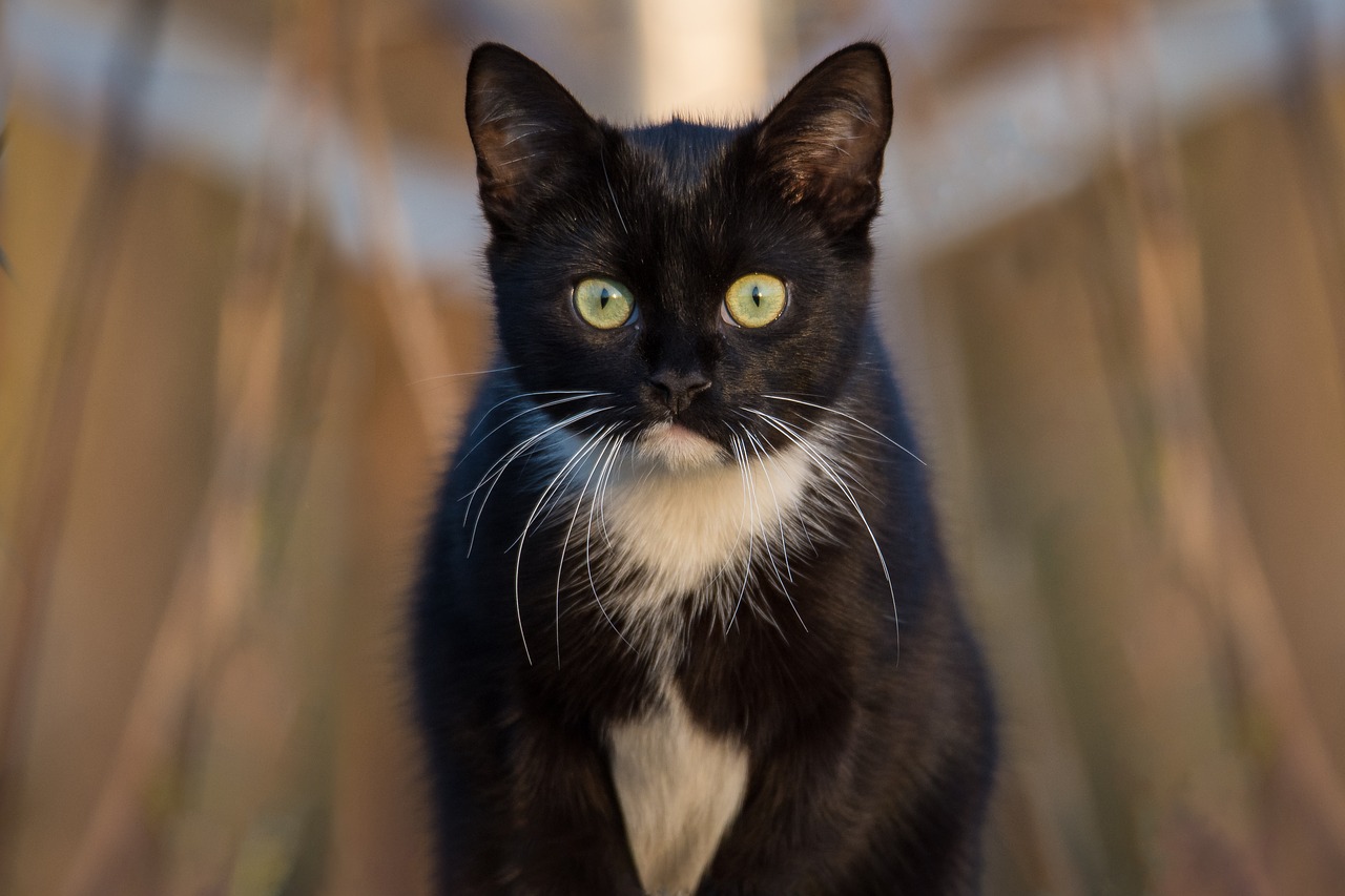 cat black portrait free photo