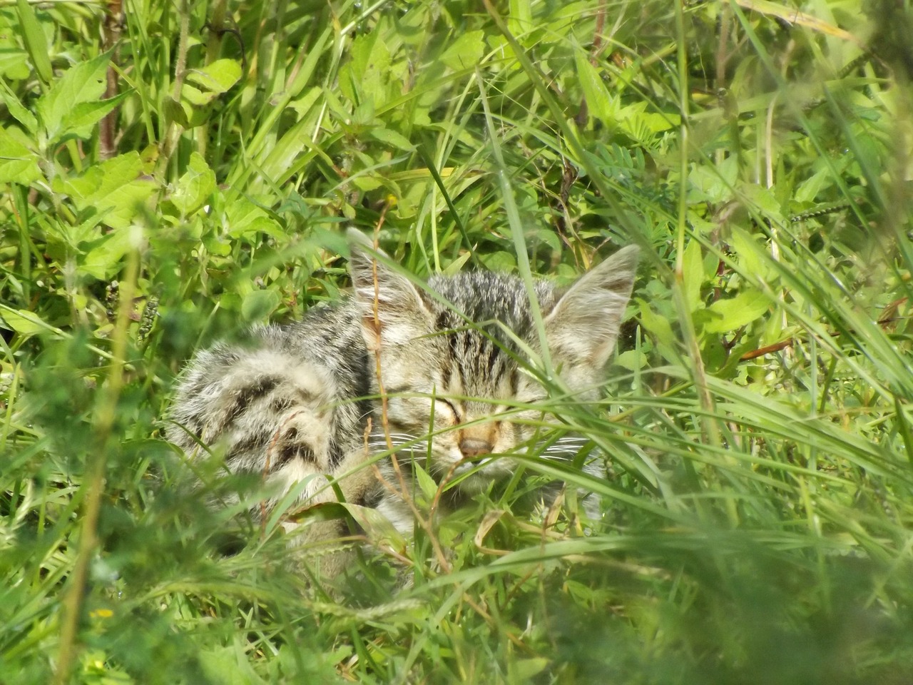 cat wild street free photo