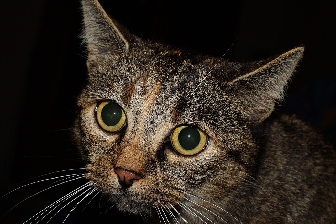 cat big eyes female free photo