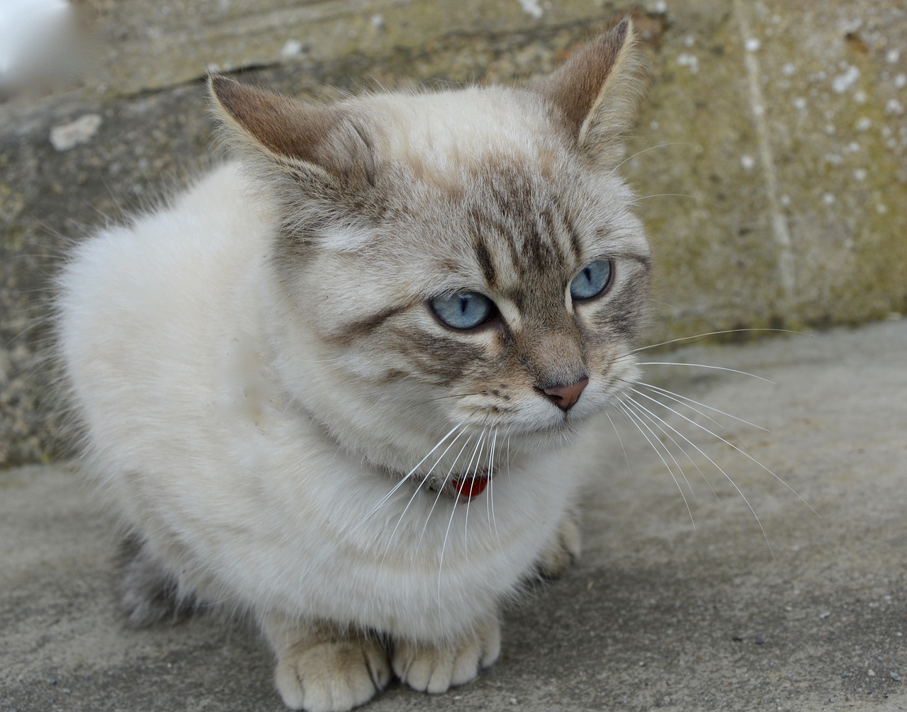 cat blue eyes animal free photo