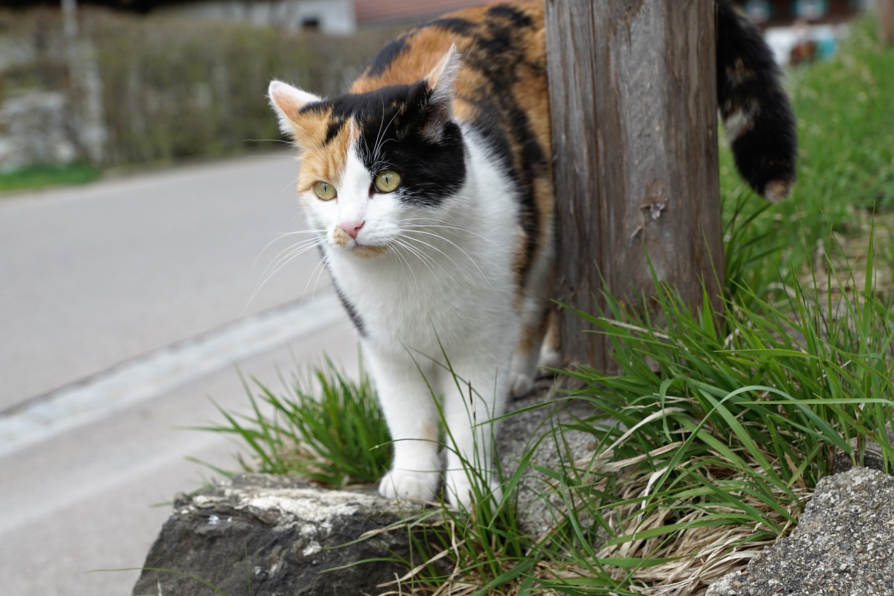 cat colorful meadow free photo