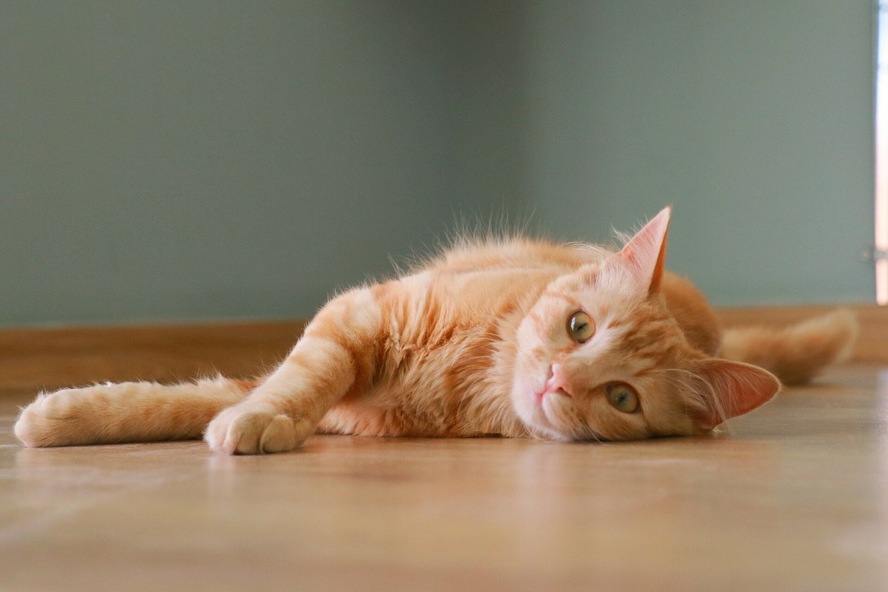 cat cute ginger free photo