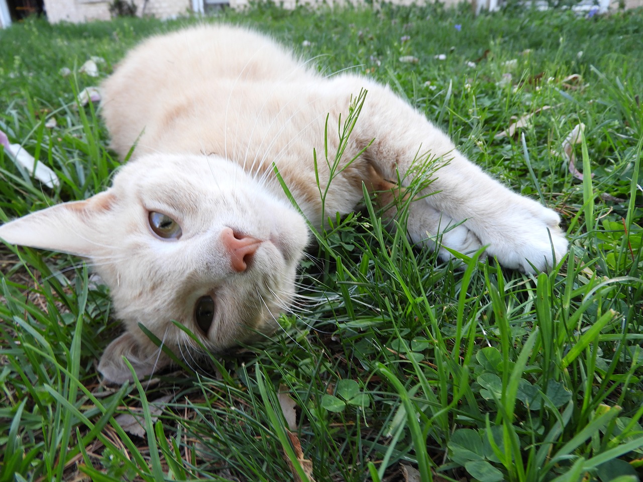 cat green lawn free photo