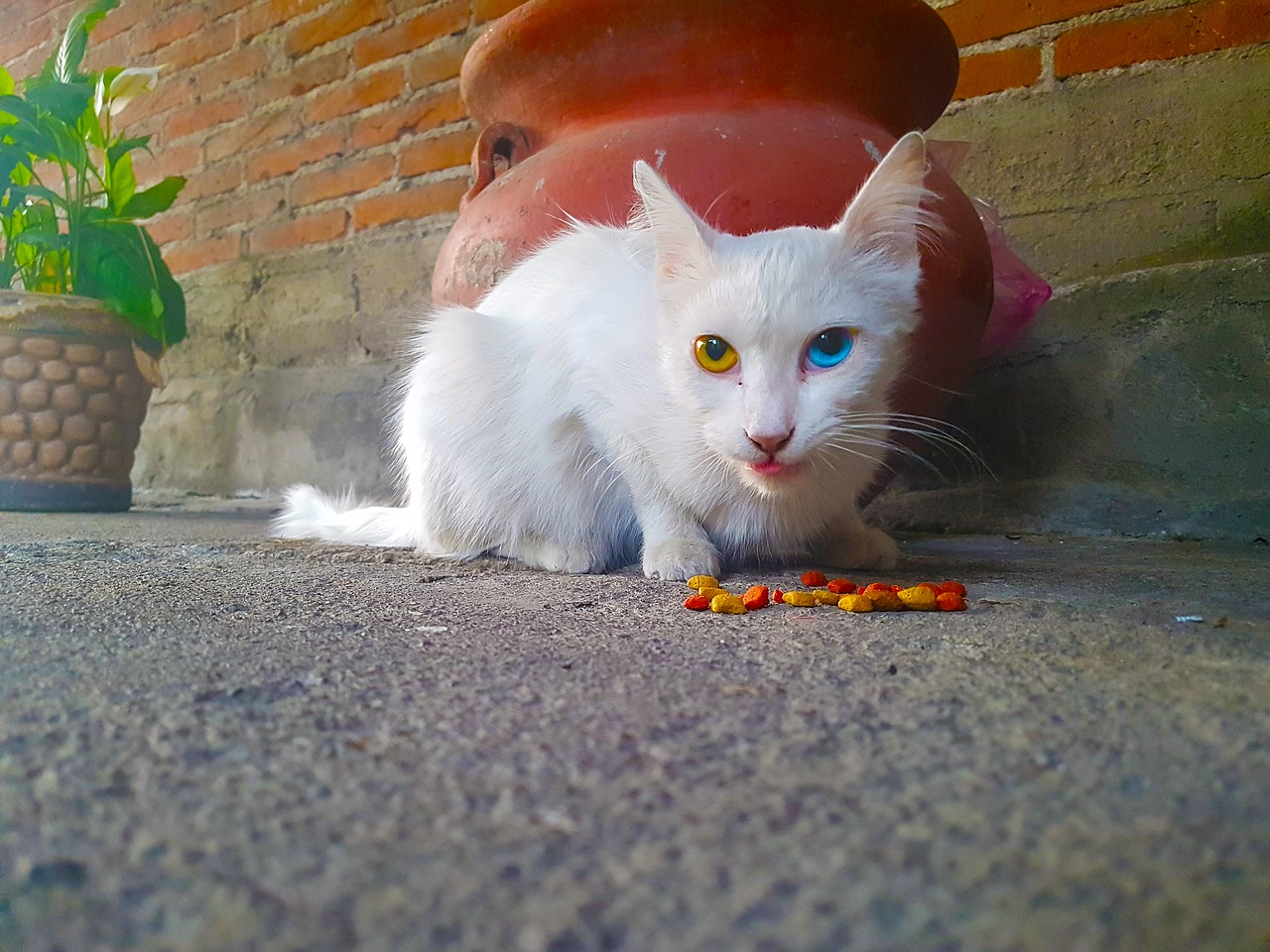 cat heterochromia free pictures free photo