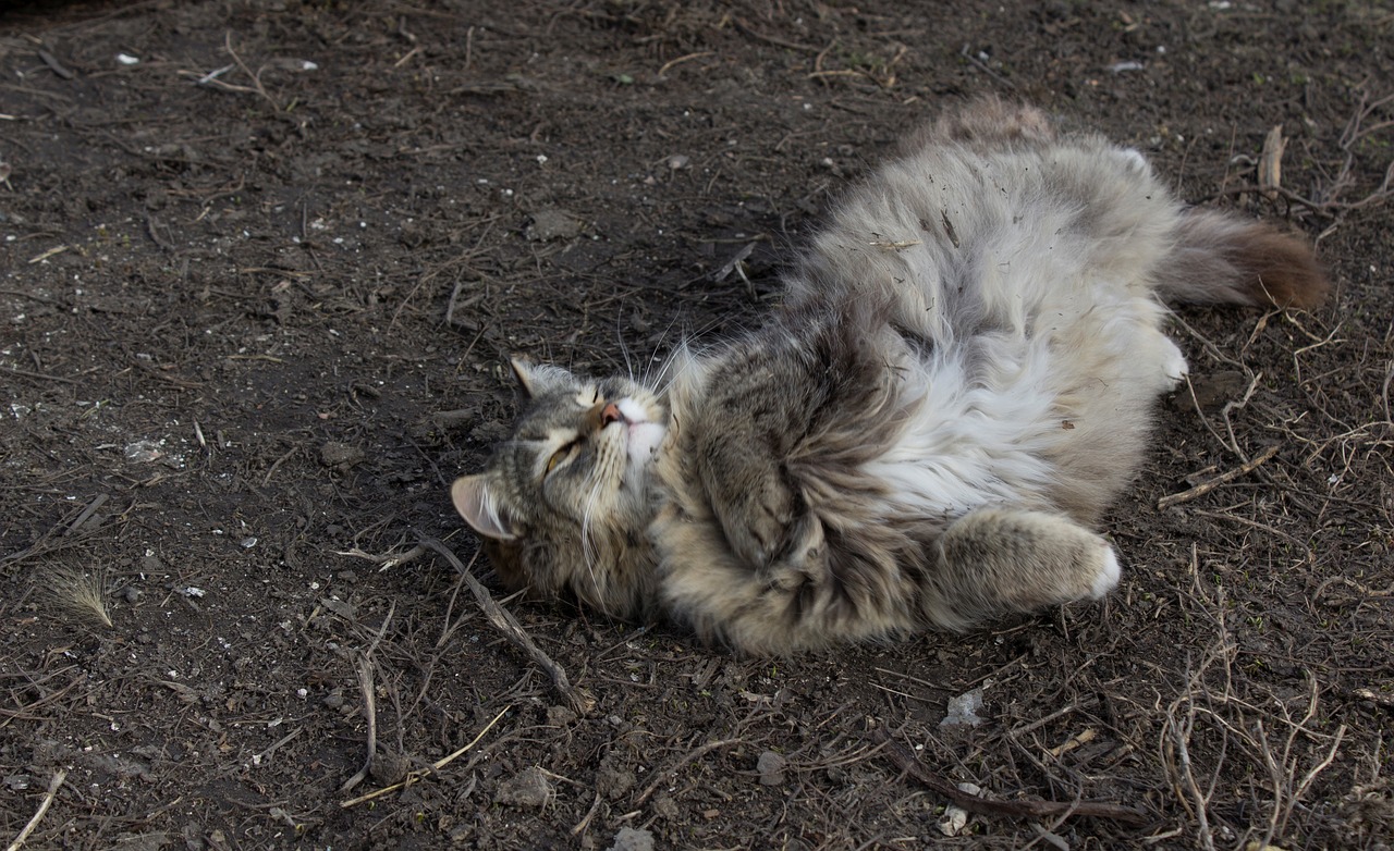 cat spring dry grass free photo