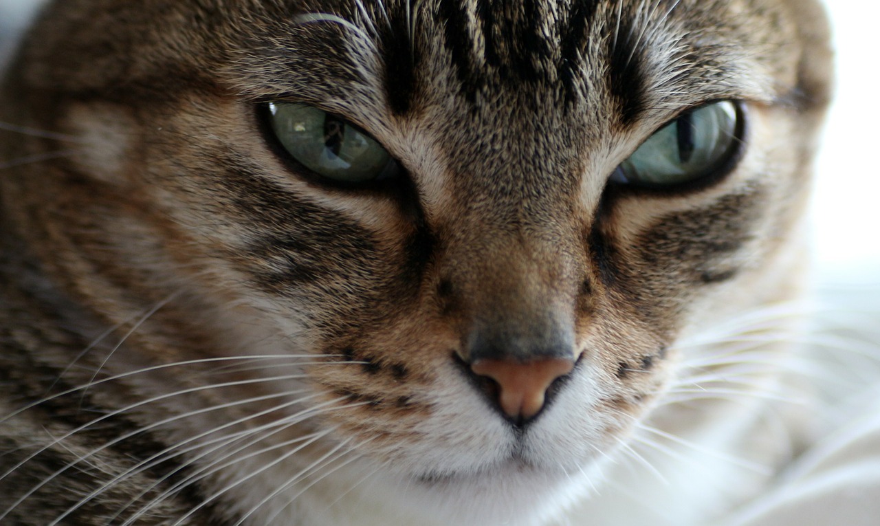 cat domestic cat cat's eyes free photo