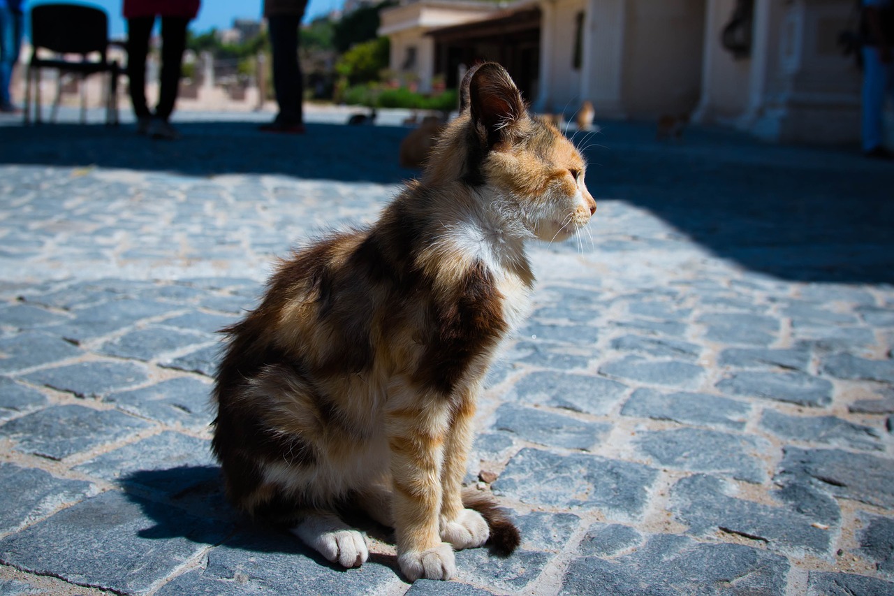 cat street cat white cat free photo