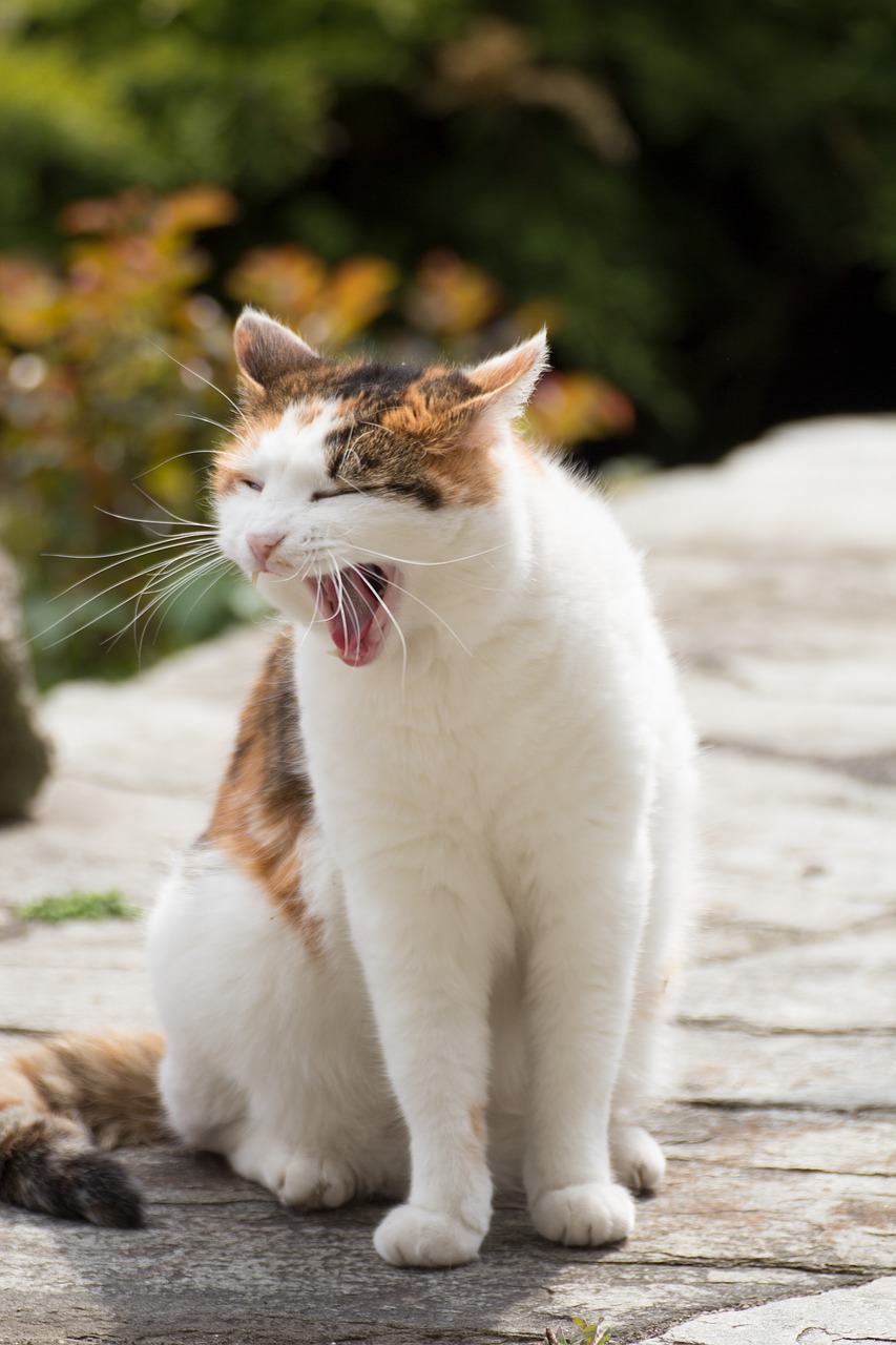 cat tired yawn free photo