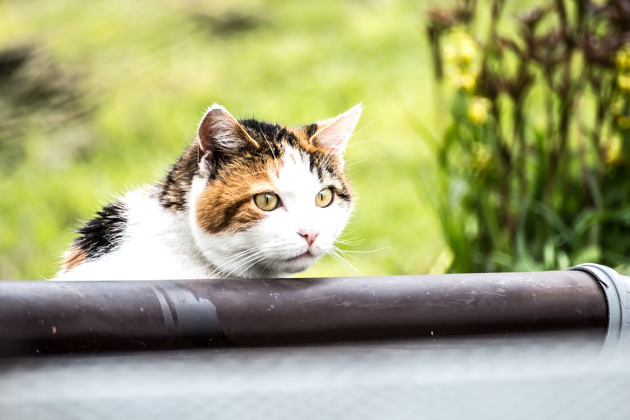 cat curious cat's eyes free photo