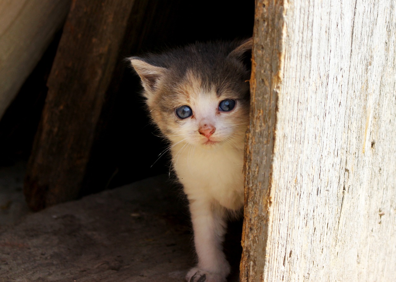 cat eye fluffy free photo