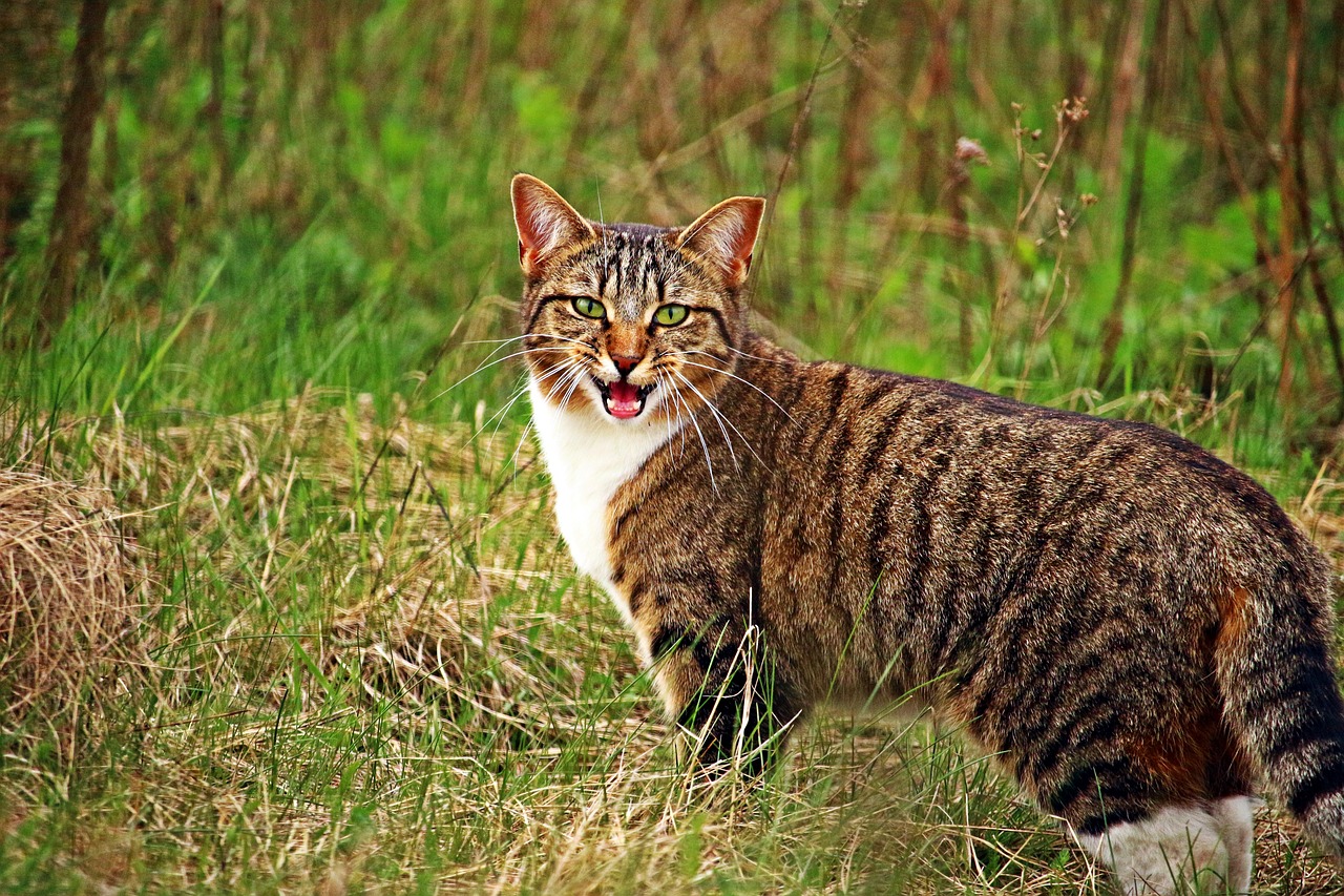 cat kitten tiger cat free photo