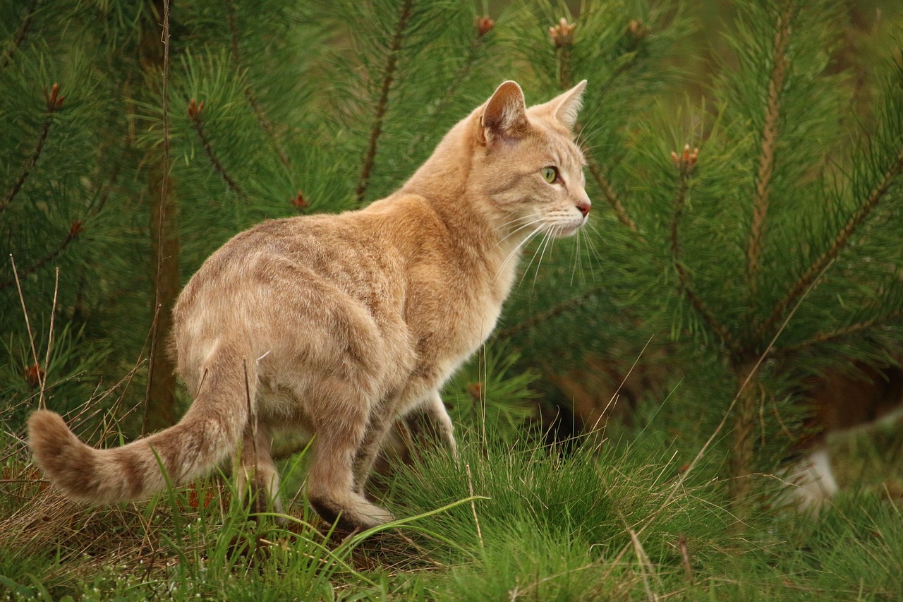 cat mieze tiger cat free photo