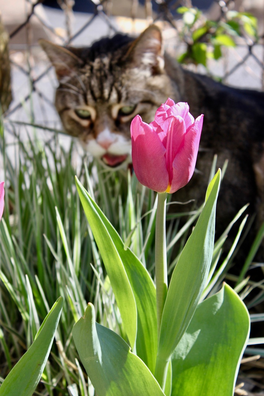 cat tulip animal free photo