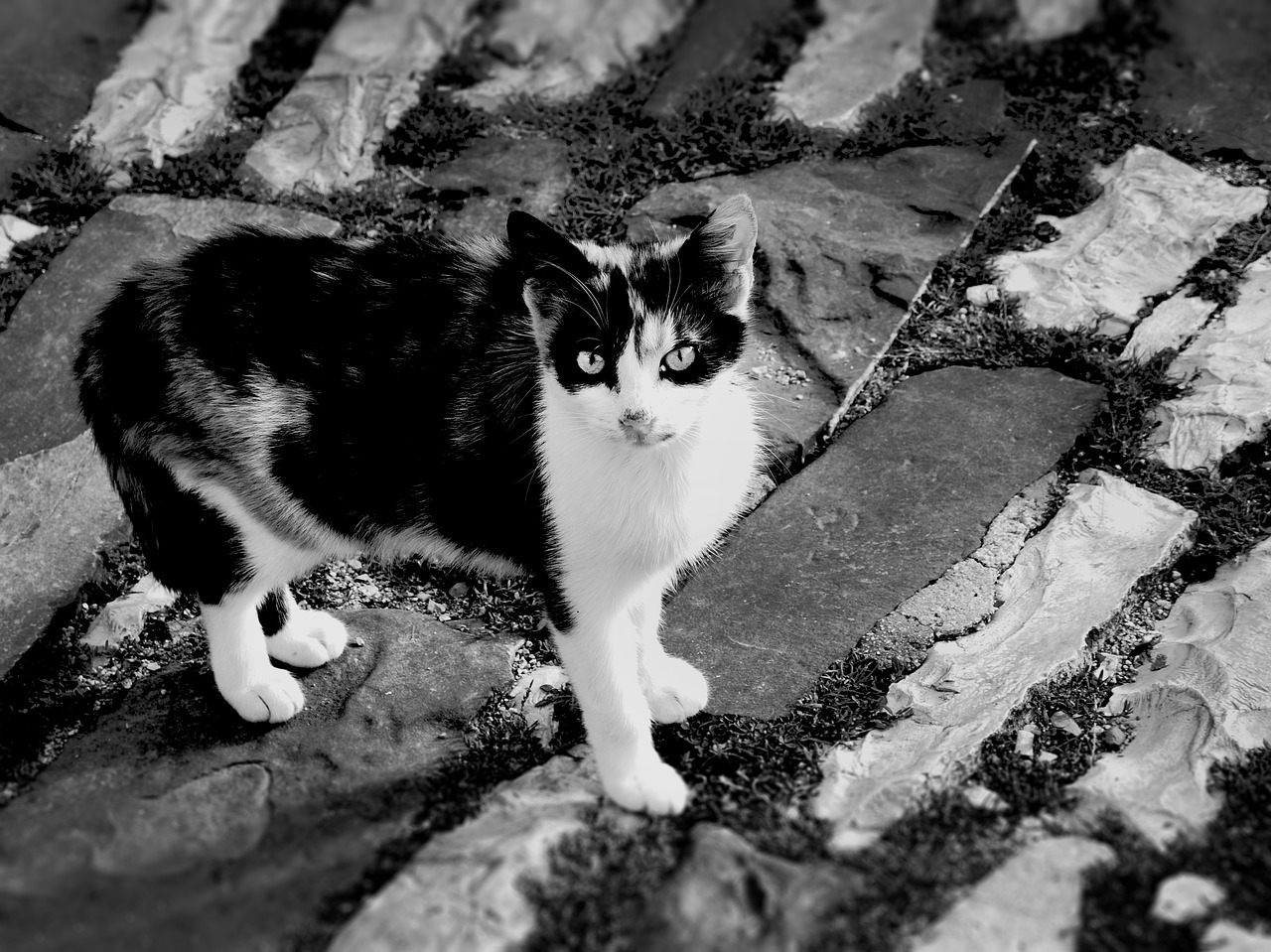 cat monochrome animal free photo