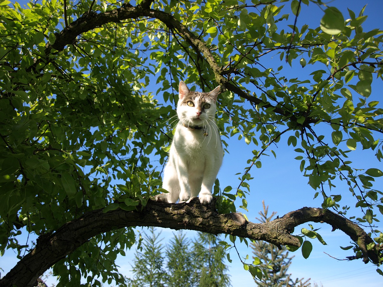 cat tree nature free photo