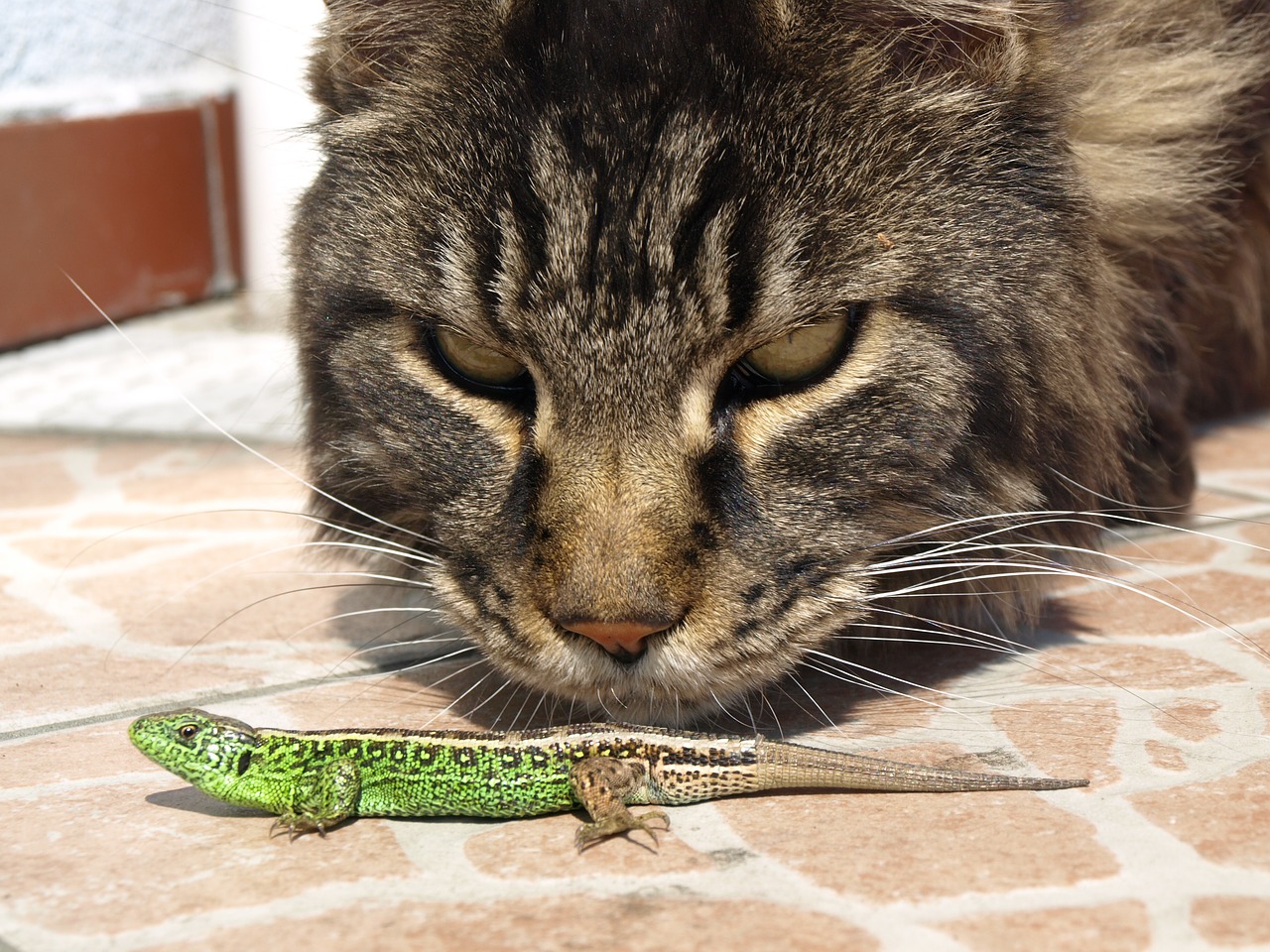 cat the lizard observation free photo