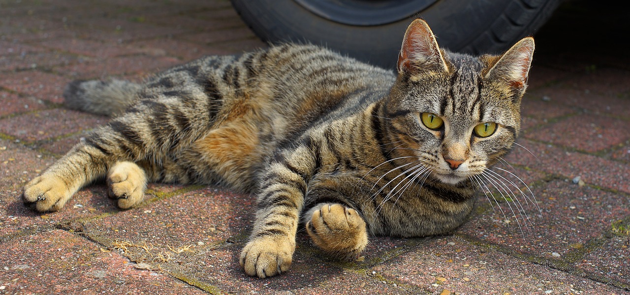 cat domestic cat female free photo