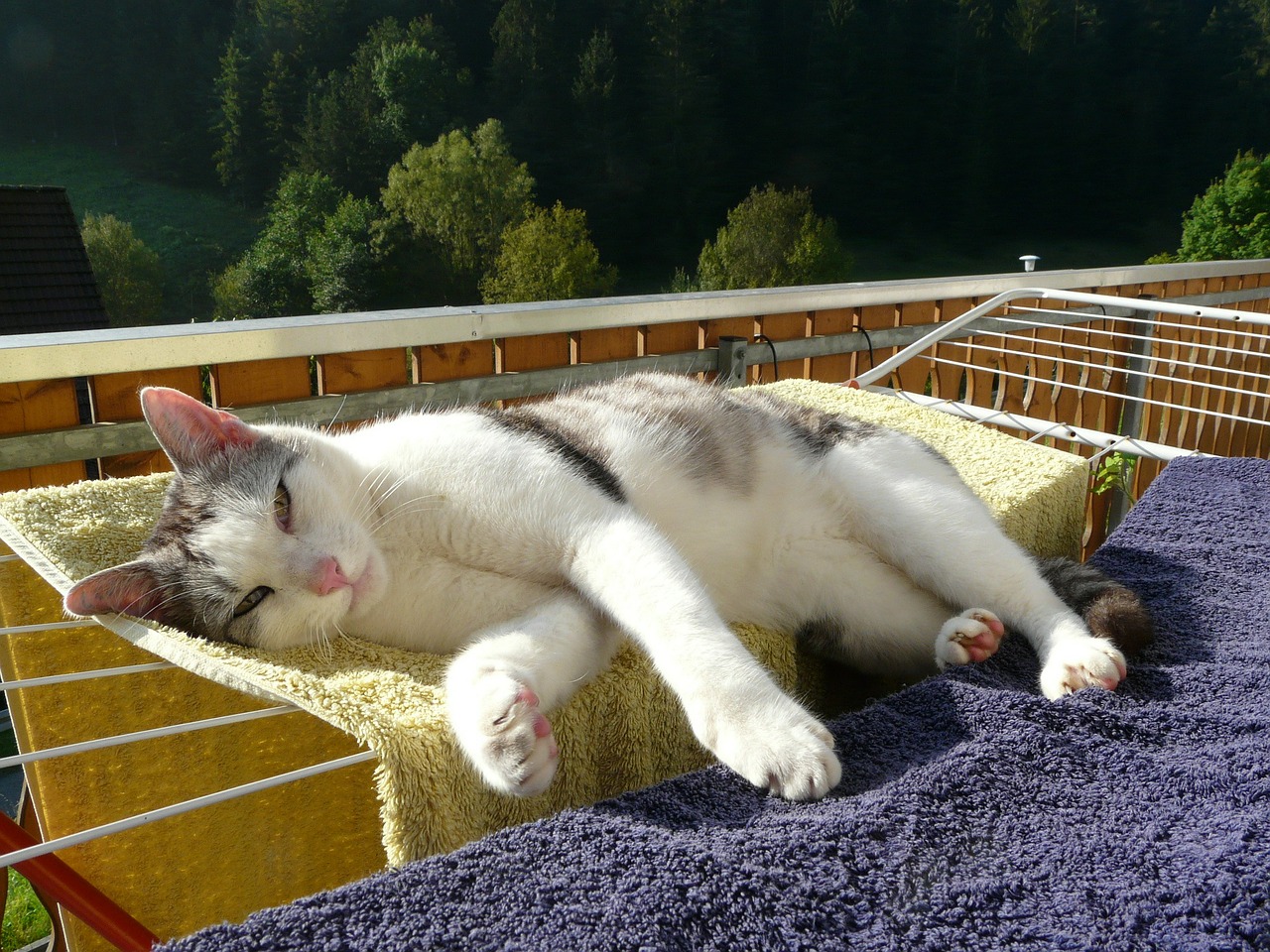 cat relaxation rest free photo