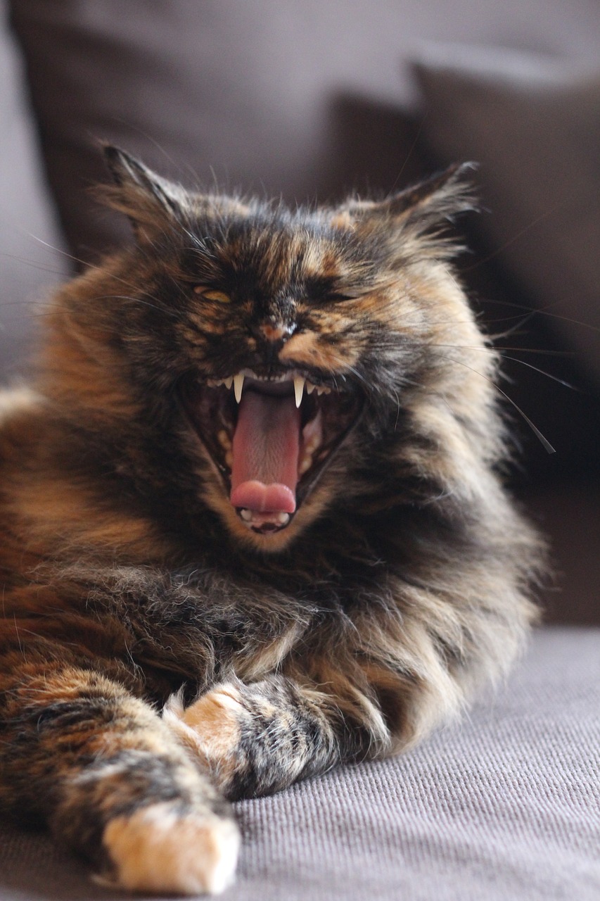 cat fangs yawn free photo