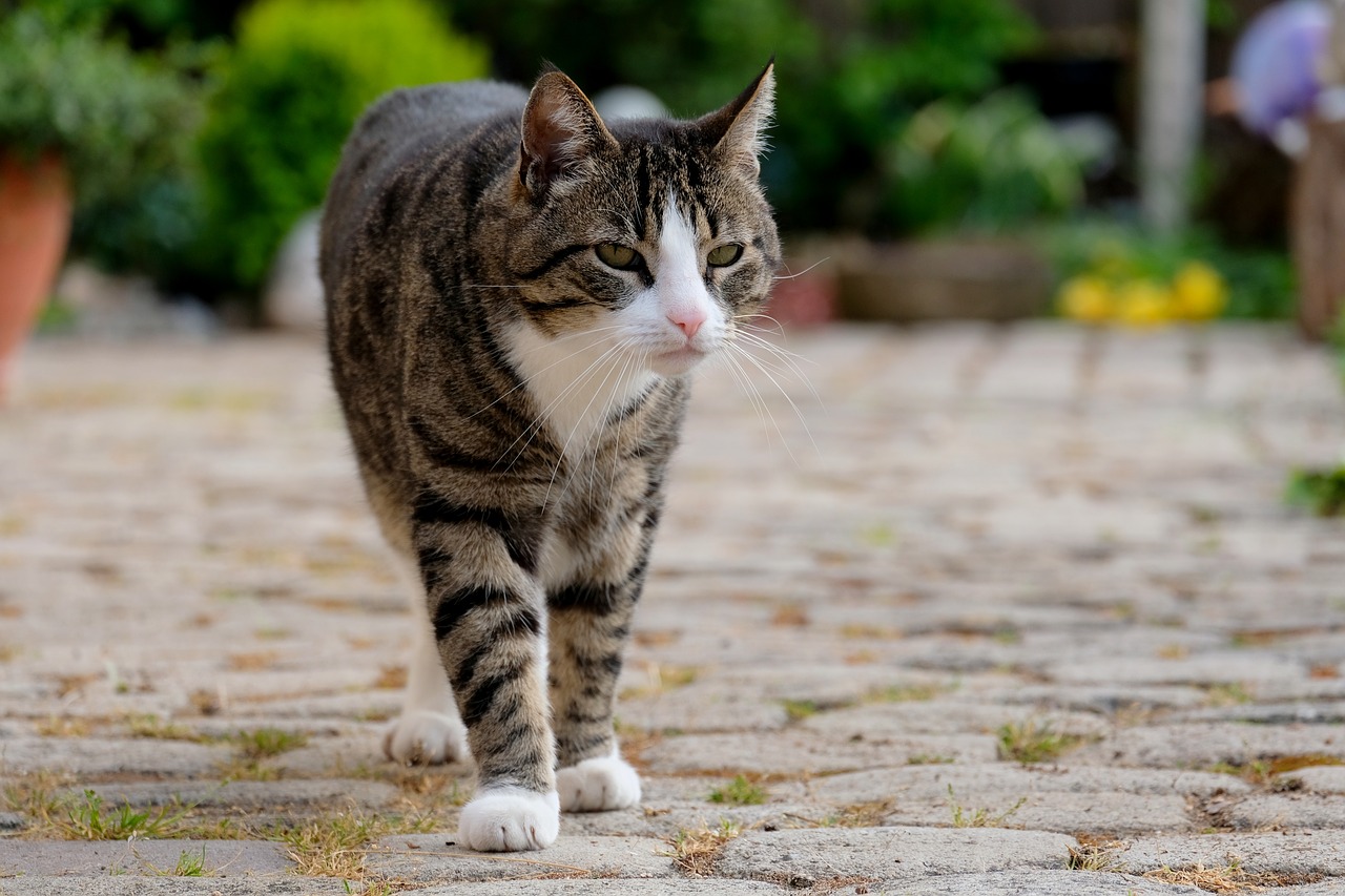 cat run domestic cat free photo