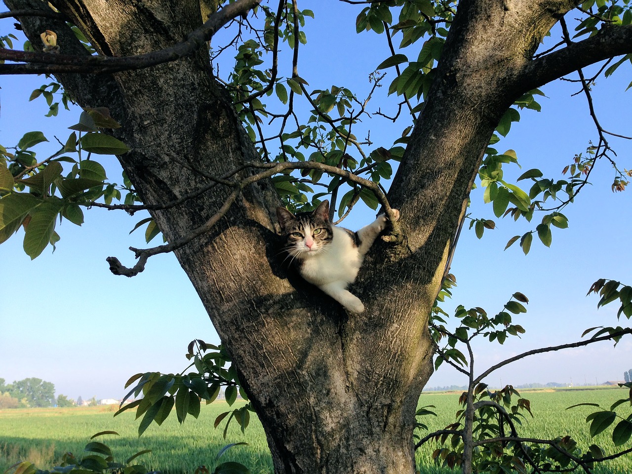 cat tree campaign free photo