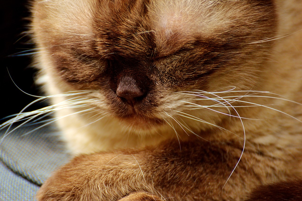 cat british shorthair relaxed free photo