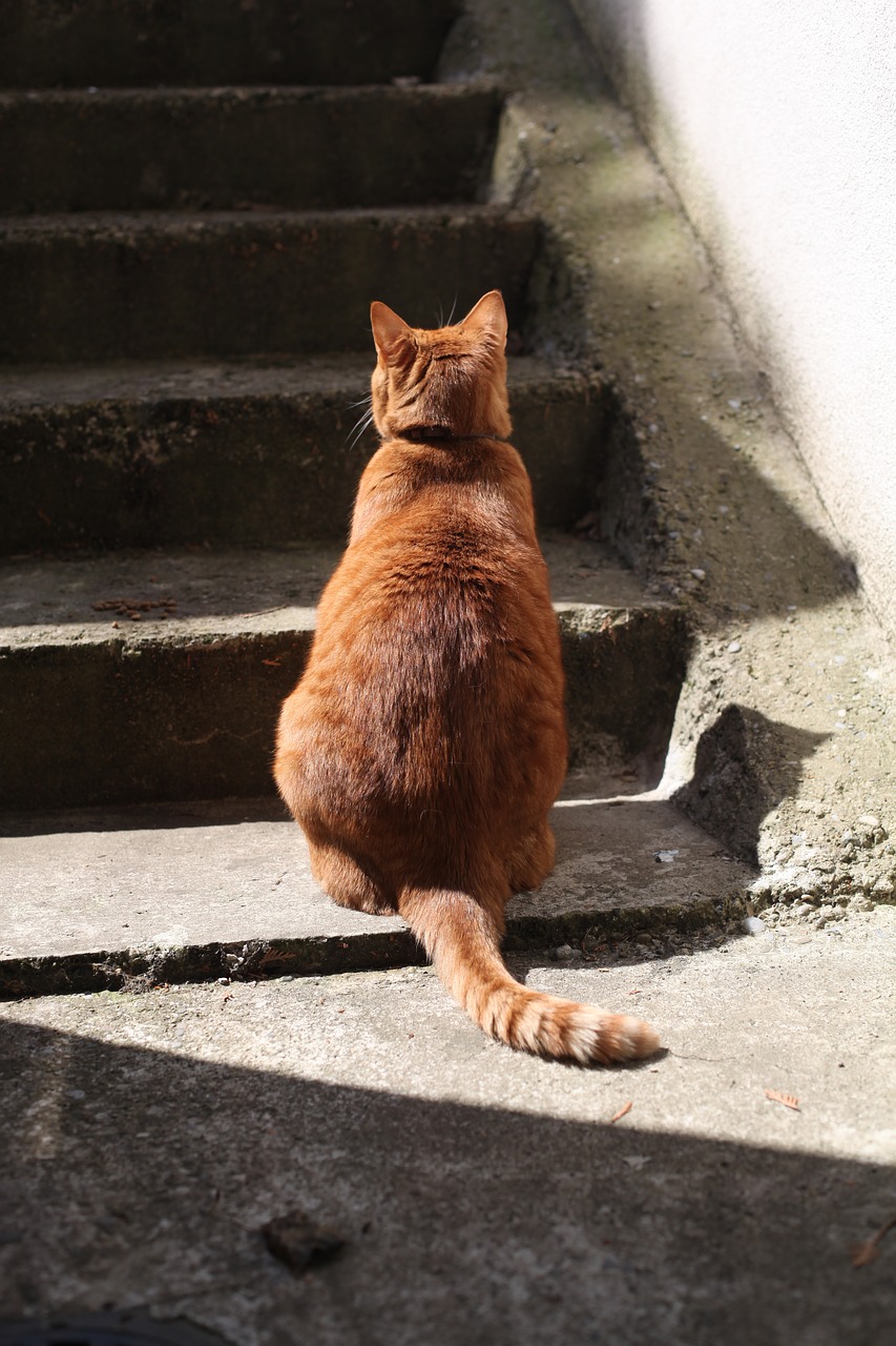cat roux staircase free photo