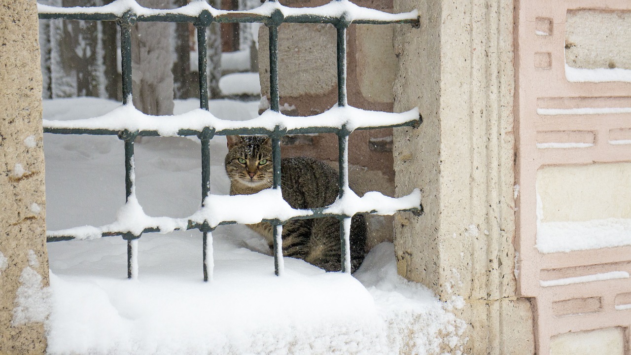 cat railing snow free photo