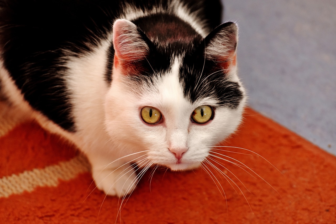 cat black and white domestic cat free photo