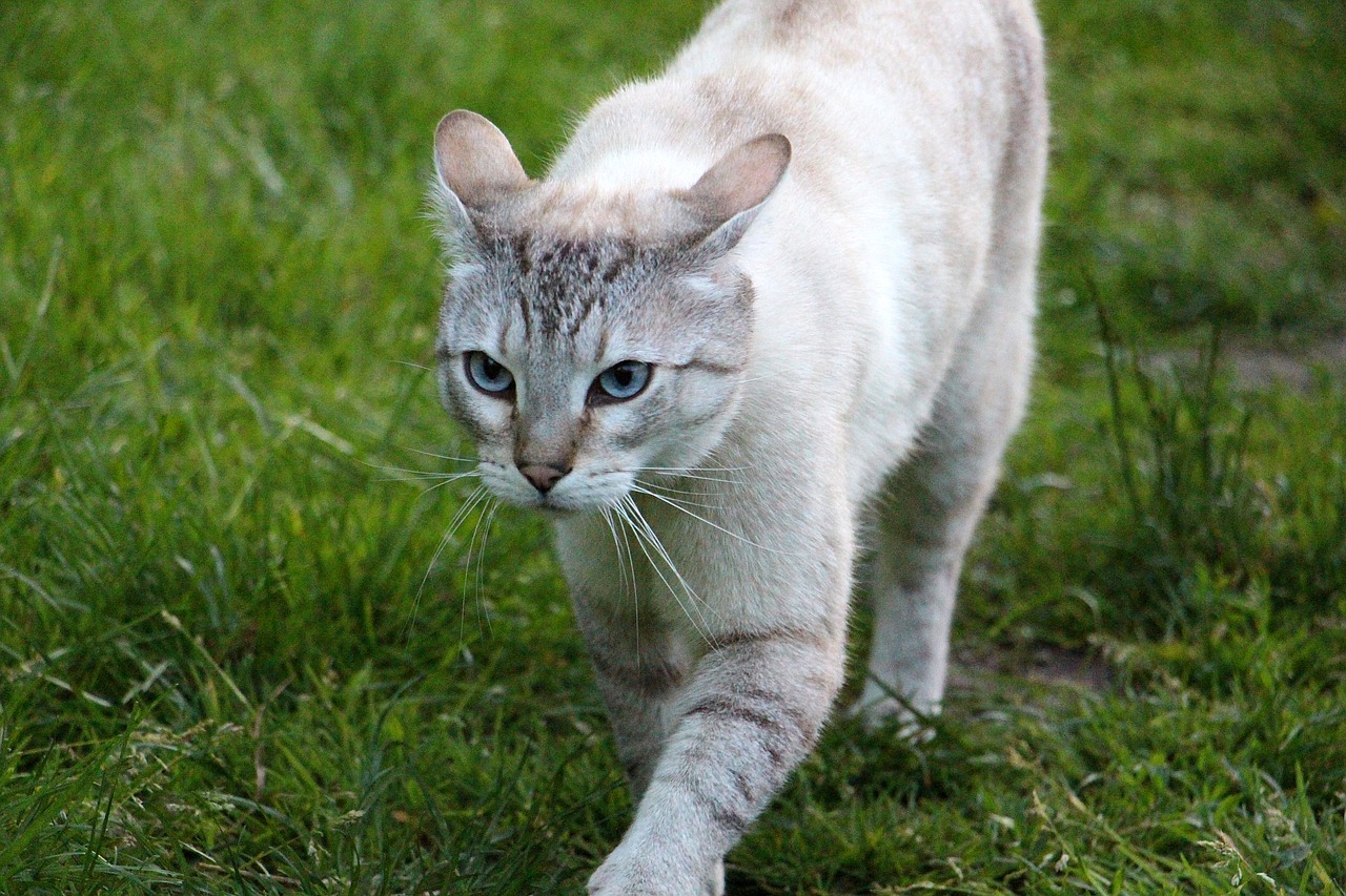 cat lists hunt free photo