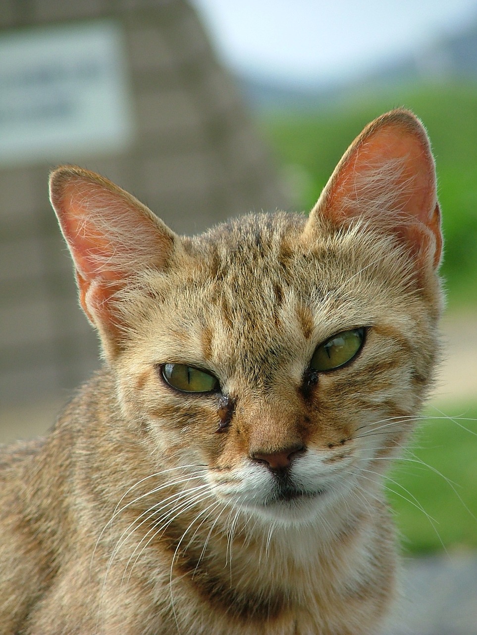 cat japan animal free photo