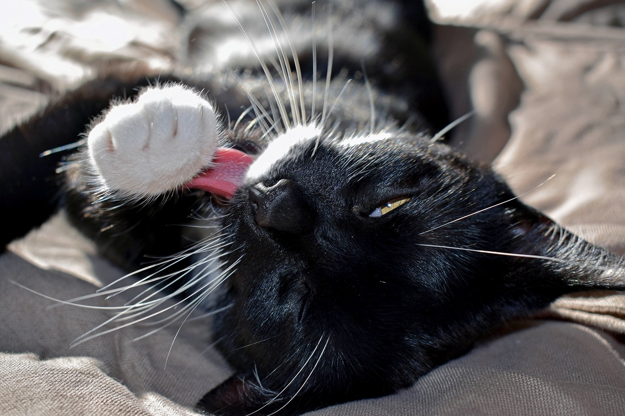 cat pet black and white cat free photo