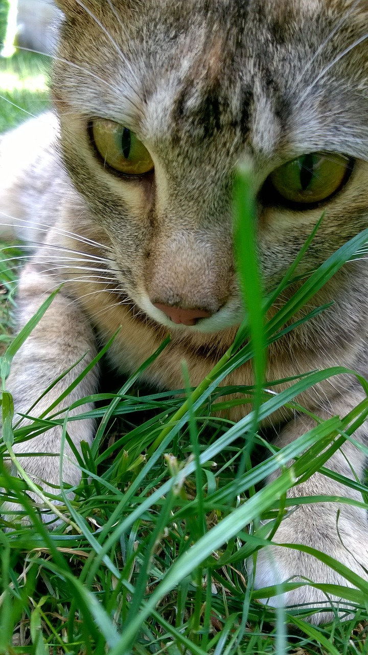 cat grass kitten free photo