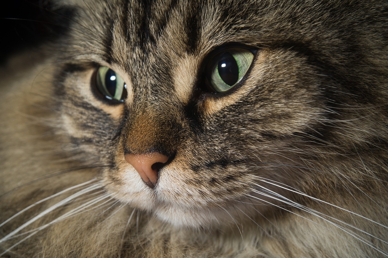 cat norwegian forest cat cat's eyes free photo