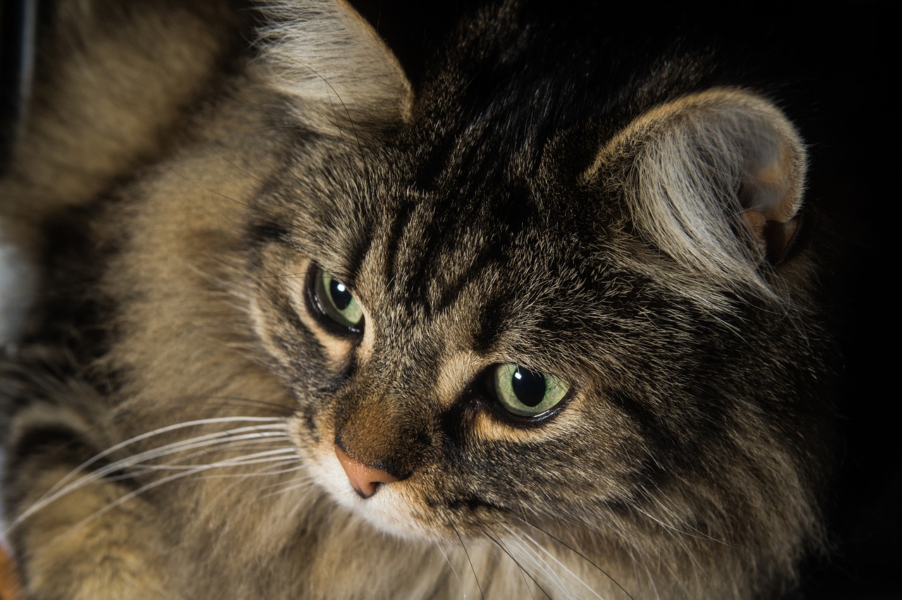 cat norwegian forest cat cat's eyes free photo