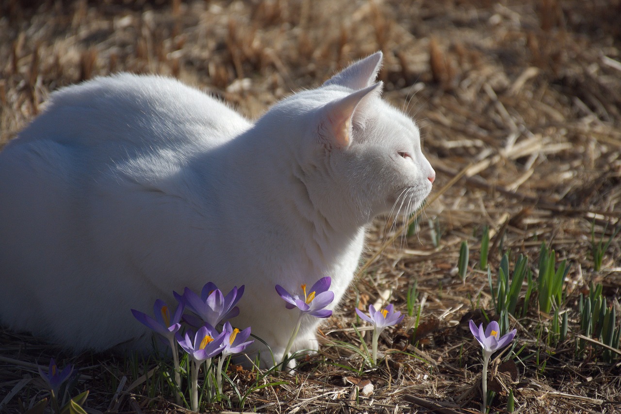 cat crocus spring free photo